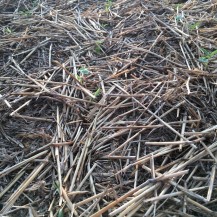 Companion crops and sorghum emerging near Bucklin, KS