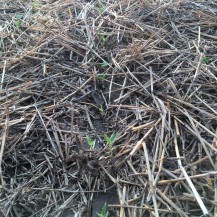 Companion crops and sorghum emerging near Bucklin, KS