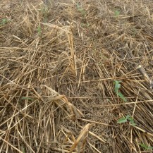 Emerging near Tipton, KS