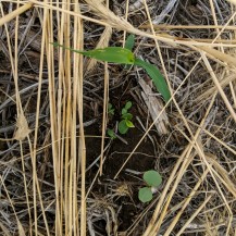 Emerging near Osage City, KS