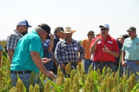 During a 2016 field day, Jimmy Emmons (center) and Keith Berns of Green Cover Seeds stand among milo plants as they talk about pollinator strips seeded on Emmons’ farm near Leedey, Okla.