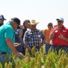 During a 2016 field day, Jimmy Emmons (center) and Keith Berns of Green Cover Seeds stand among milo plants as they talk about pollinator strips seeded on Emmons’ farm near Leedey, Okla.